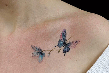 butterfly