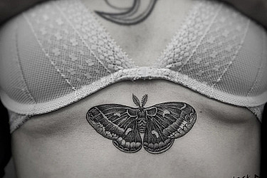 butterfly_1
