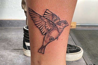 birddd